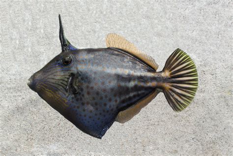  Filefish: An Enigmatic Marvel With Exquisite Shell Patterns That Sparkle Like Underwater Jewels!