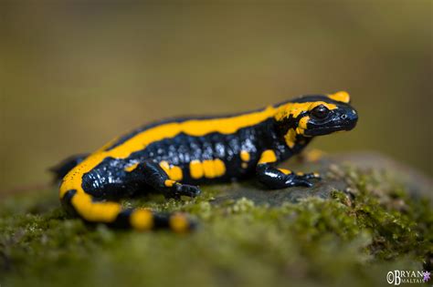  Fire Salamander: A Fiery Amphibian With Striking Red and Black Spots