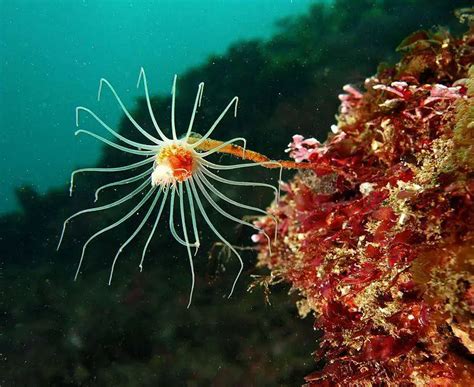  Florid Hydroid - A Tiny Underwater Flower Powerhouse Hiding Amongst The Coral Reef!