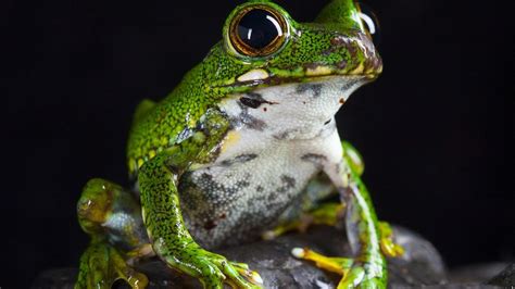  Jungle Frog: A Small Amphibian With Big, Bulging Eyes That Captivate Every Nature Enthusiast