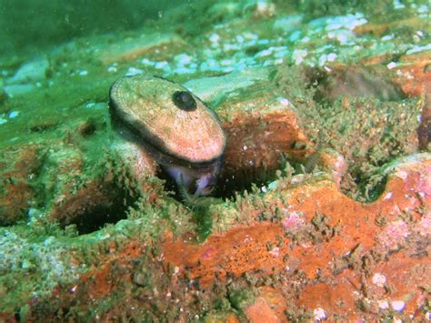  Keyhole Limpet: This Shellfish With a Mysterious Doorway Can Actually Live For Centuries!