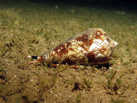  Lymnaea: This Tiny Snail With a Shell Shaped Like a Cone Has Incredible Adaptability!