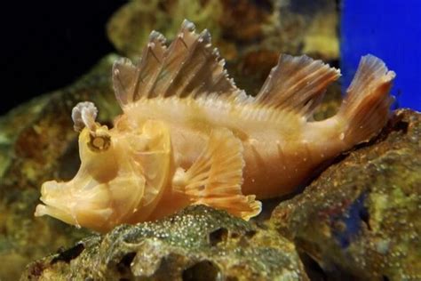  Nectocylia!  A Tiny Predator Hiding Among the Seaweeds, Sporting Tentacles That Pack a Powerful Sting