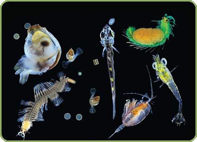  Zooplankton: Những sinh vật lơ lửng kỳ lạ này sống như thế nào trong đại dương mênh mông?