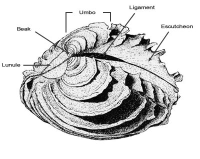  Dorsal Scallop! A Bivalve Wonder Hiding Beneath the Waves