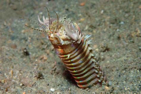  Eunice Aphroditois – A Striking Ribbon Worm That Glides Through Sediments Like a Underwater Phantom!