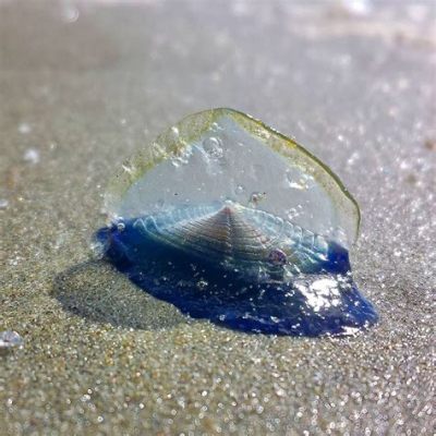  Velella: A Tiny Jellyfish That Sails the Seas Like a Miniature Ship!